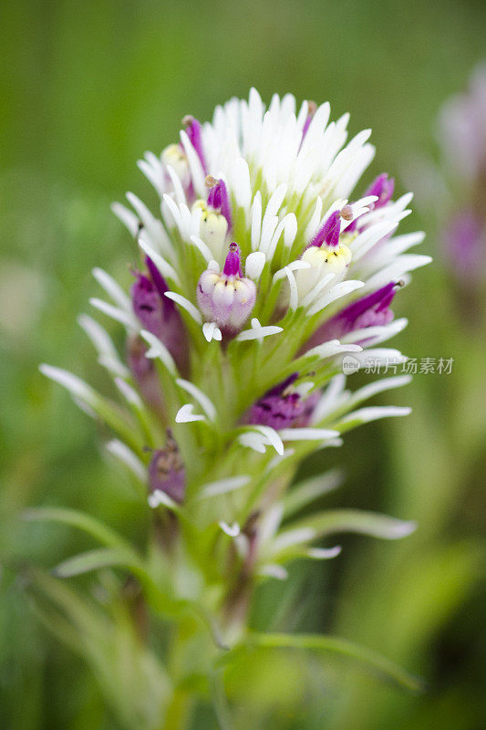 猫头鹰的三叶草，Castilleja densiflora